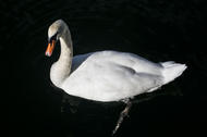Swan2_0.jpg